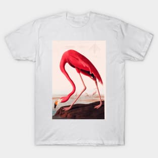 Bird of America  Bird, bird lover, america, beautiful  Public domain painting by John James Audubon T-Shirt